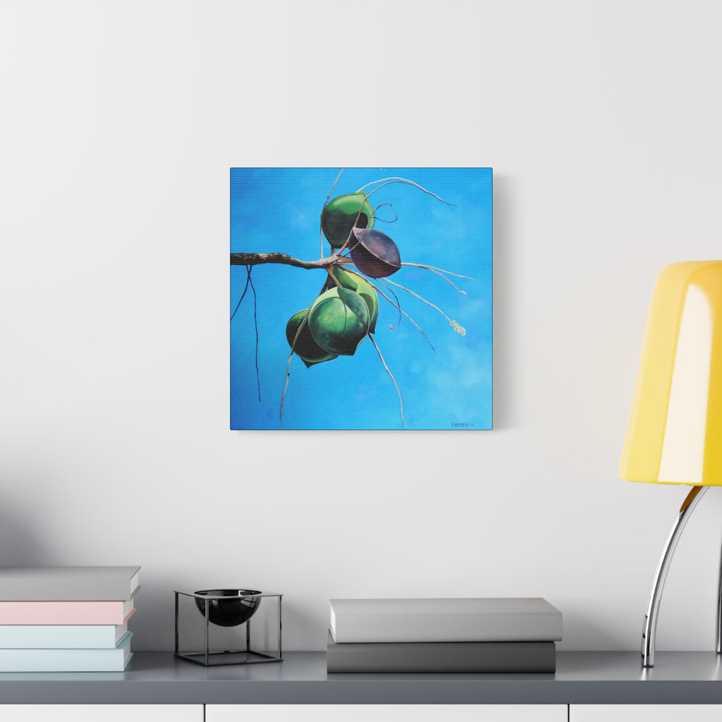 Canvas Art Lisa Herrera art Print Almonds - Caribbean Almonds Against Blue Sky