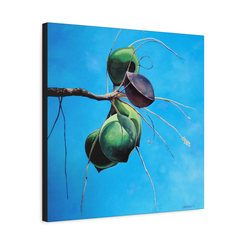 Canvas Art Lisa Herrera art Print Almonds - Caribbean Almonds Against Blue Sky