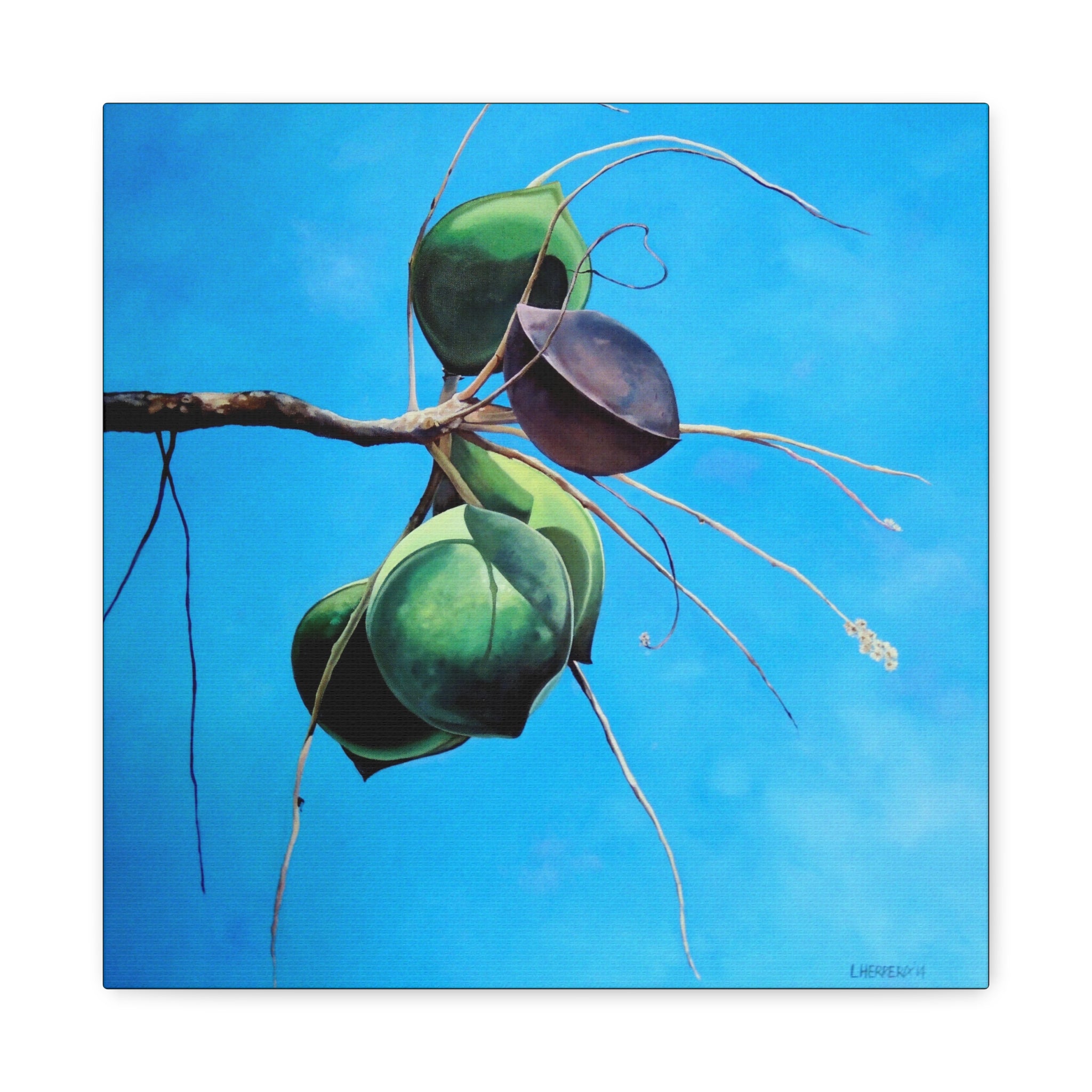 Canvas Art Lisa Herrera art Print Almonds - Caribbean Almonds Against Blue Sky