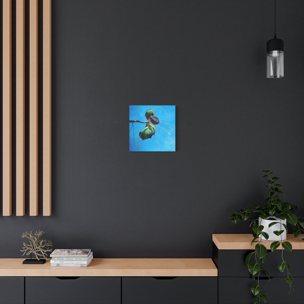 Canvas Art Lisa Herrera art Print Almonds - Caribbean Almonds Against Blue Sky