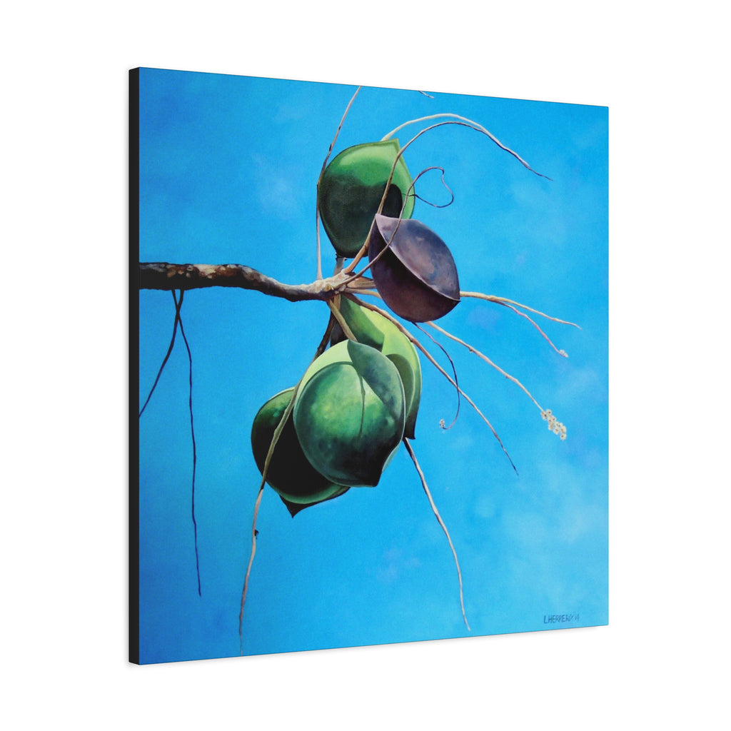 Canvas Art Lisa Herrera art Print Almonds - Caribbean Almonds Against Blue Sky