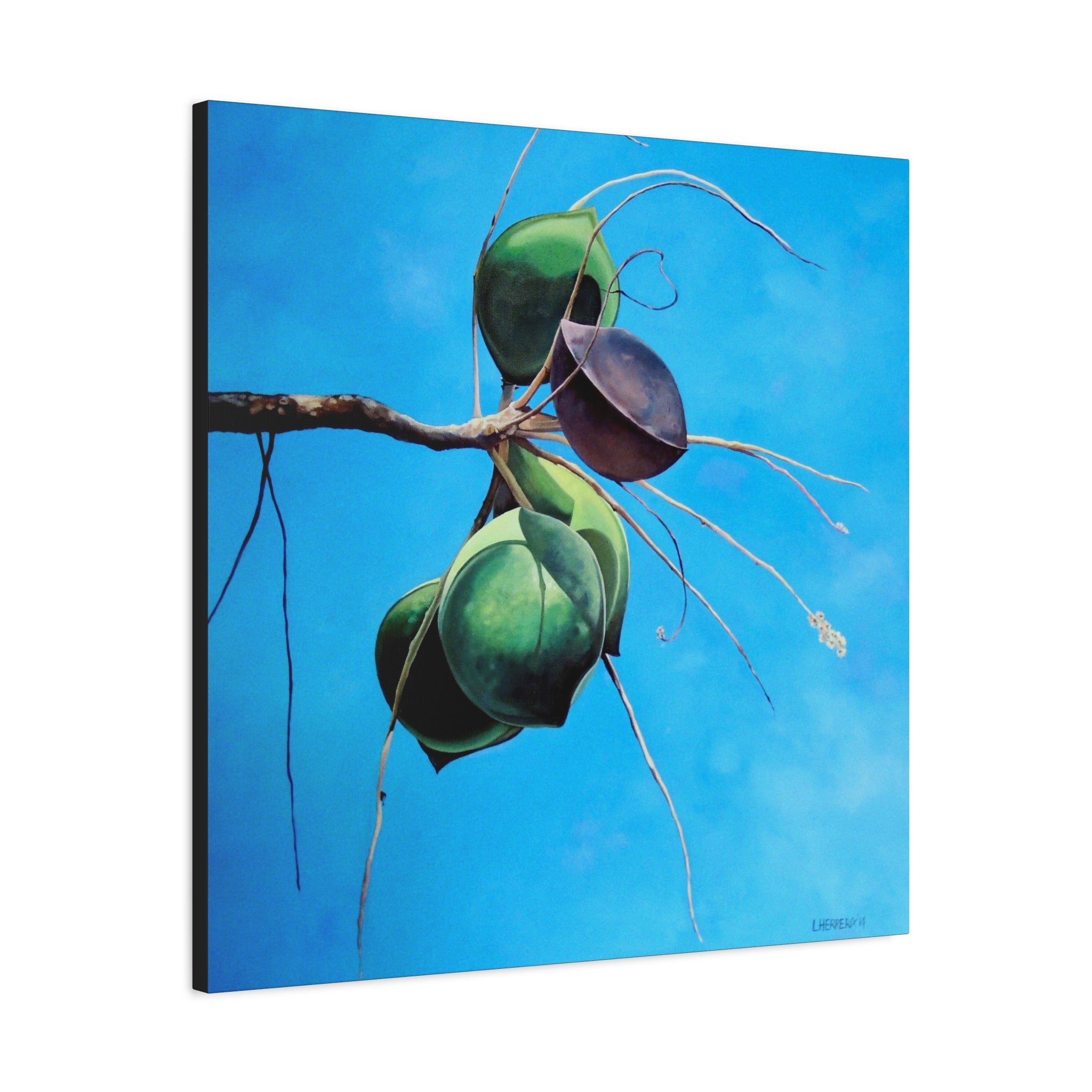Canvas Art Lisa Herrera art Print Almonds - Caribbean Almonds Against Blue Sky