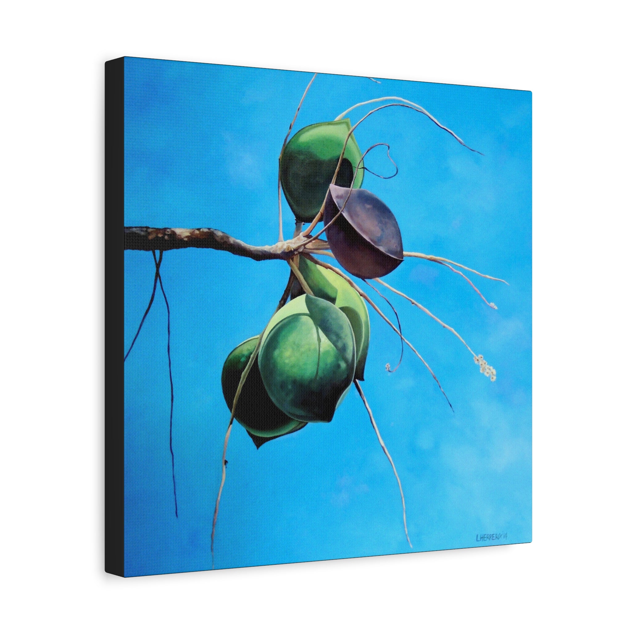 Canvas Art Lisa Herrera art Print Almonds - Caribbean Almonds Against Blue Sky