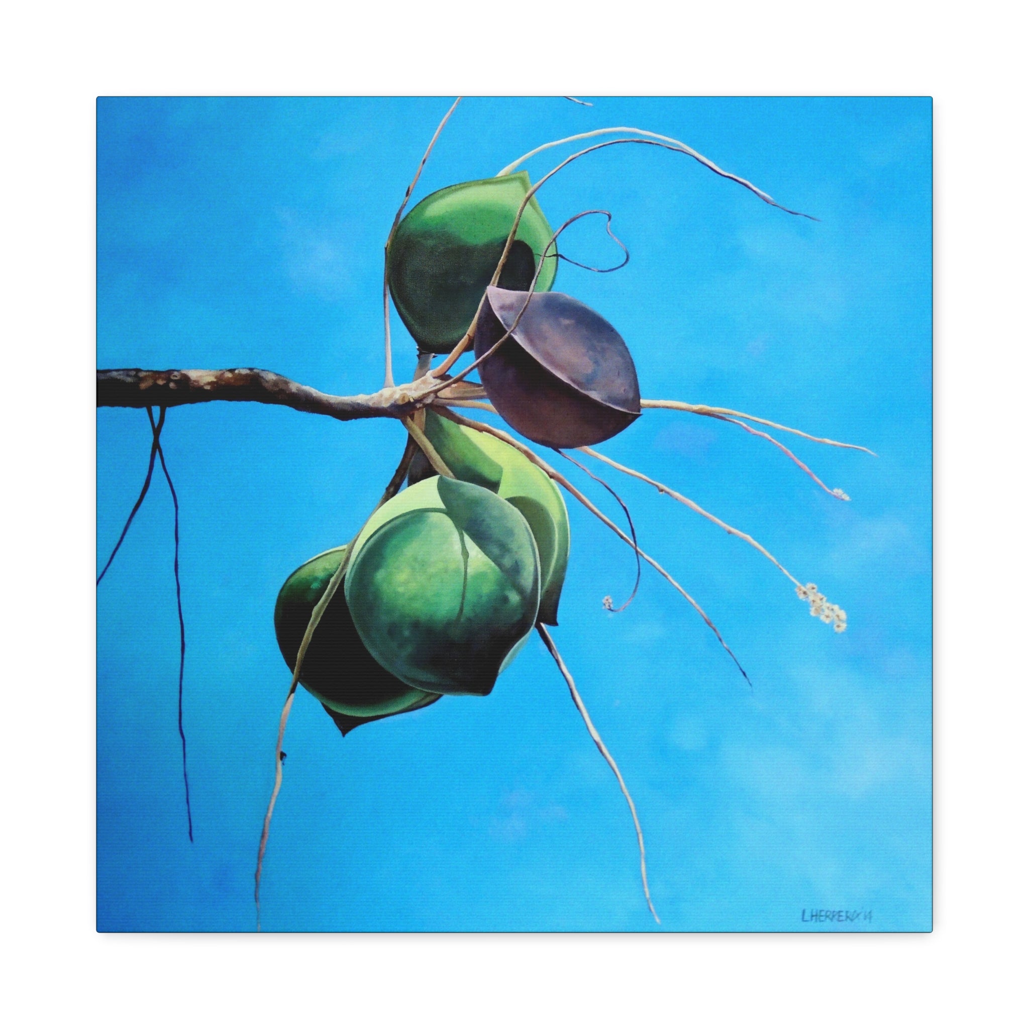 Canvas Art Lisa Herrera art Print Almonds - Caribbean Almonds Against Blue Sky
